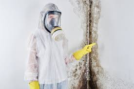 Best Water Damage & Mold Remediation  in St Paul Park, MN